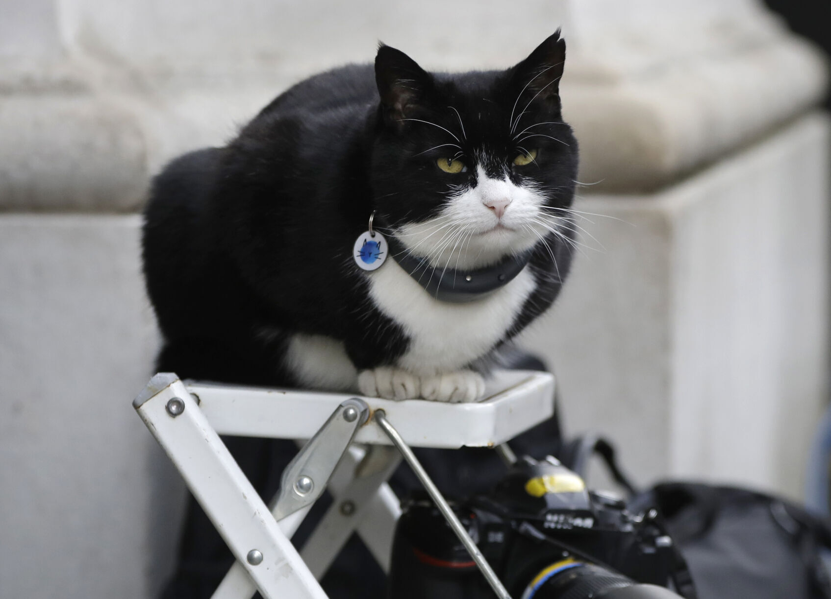 Palmerston the Foreign Office cat